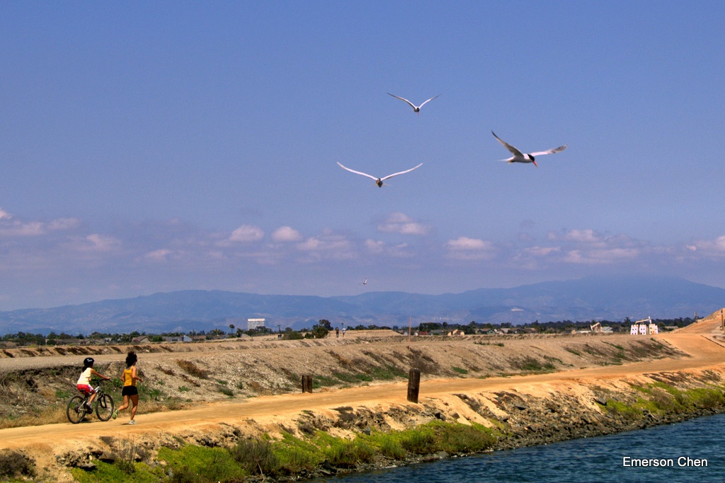 BolsaChica-Bird2-92.jpg