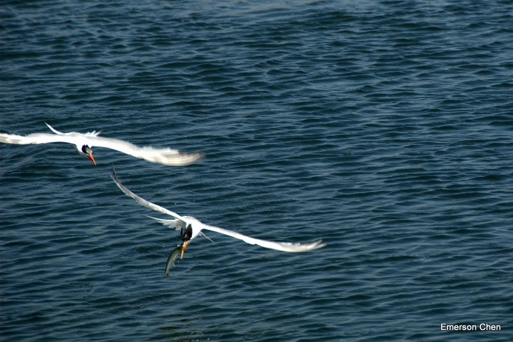 BolsaChica-Bird2-152.jpg