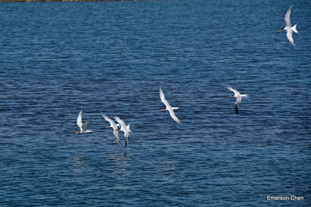 BolsaChica-Bird2-346.jpg