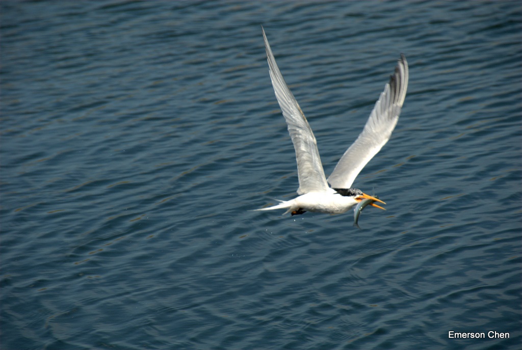 BolsaChica-Bird3-121.jpg