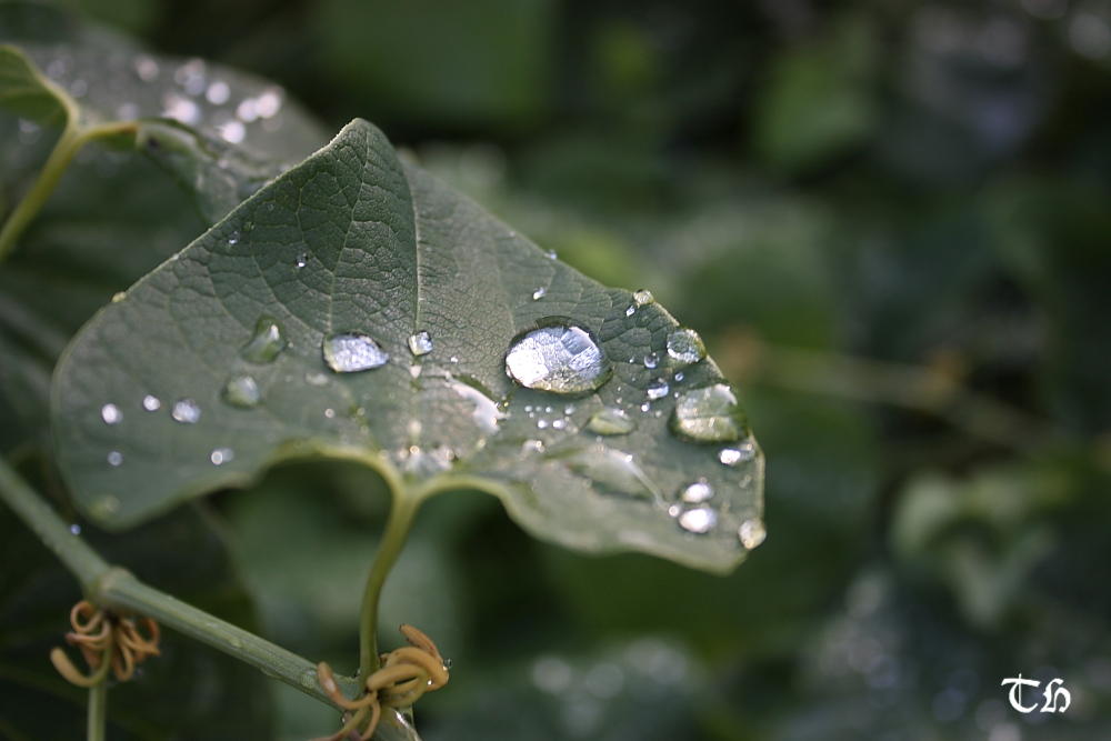 雨滴.JPG