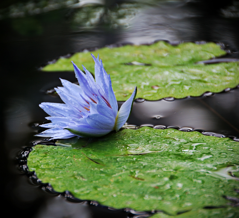 lotus pond.jpg