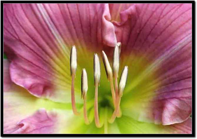 daylily1.jpg