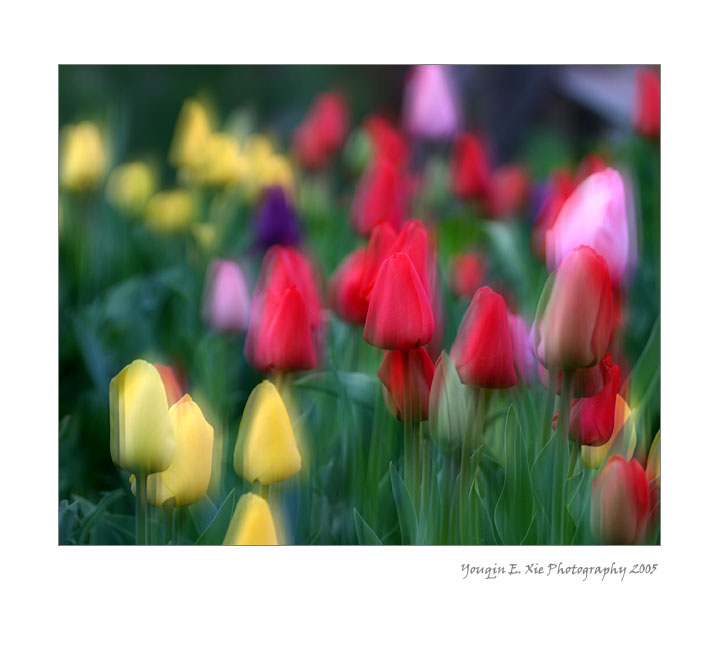 Tulip_4260-A-4by5-Framed.jpg