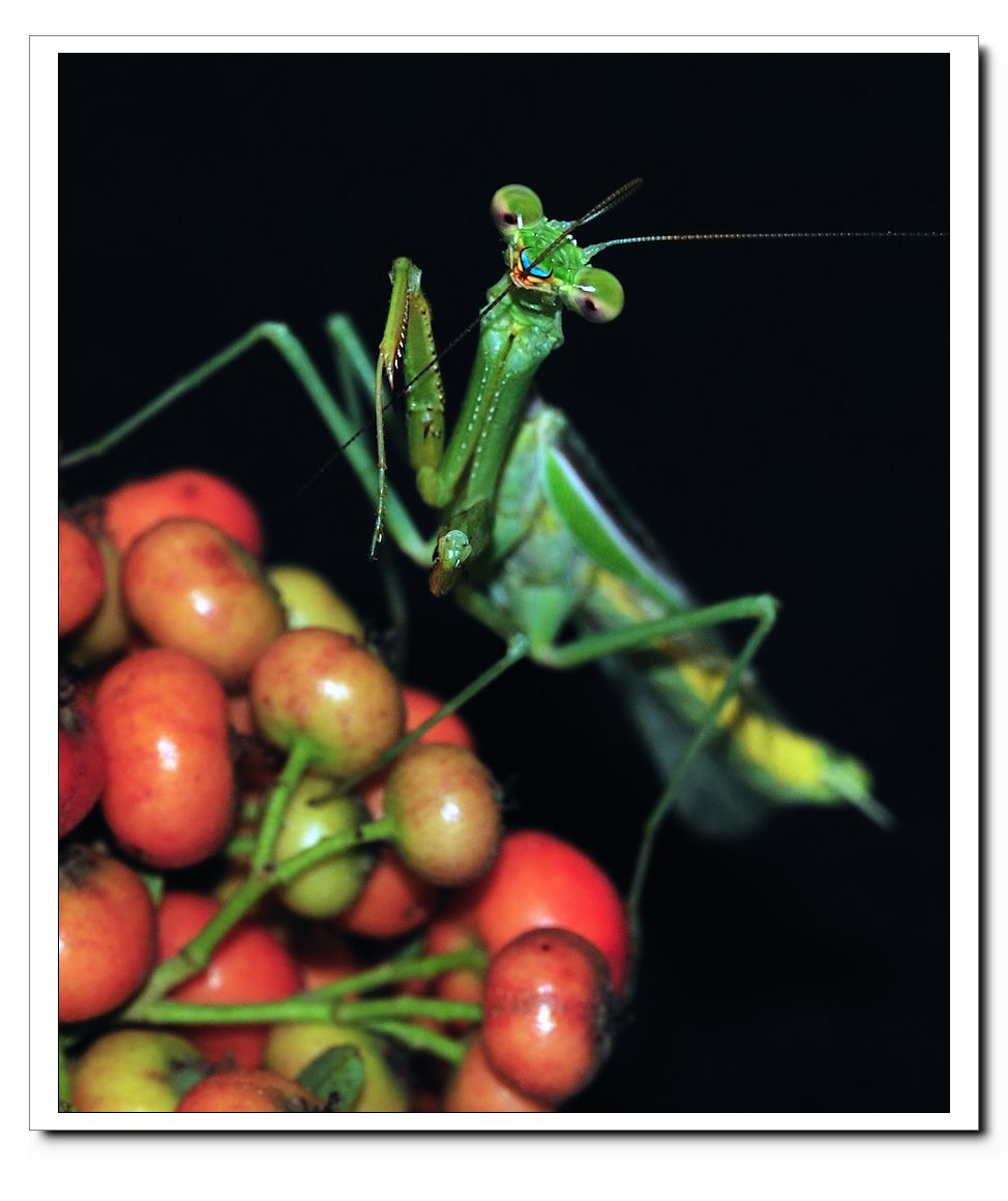 Prey Mantis.jpg