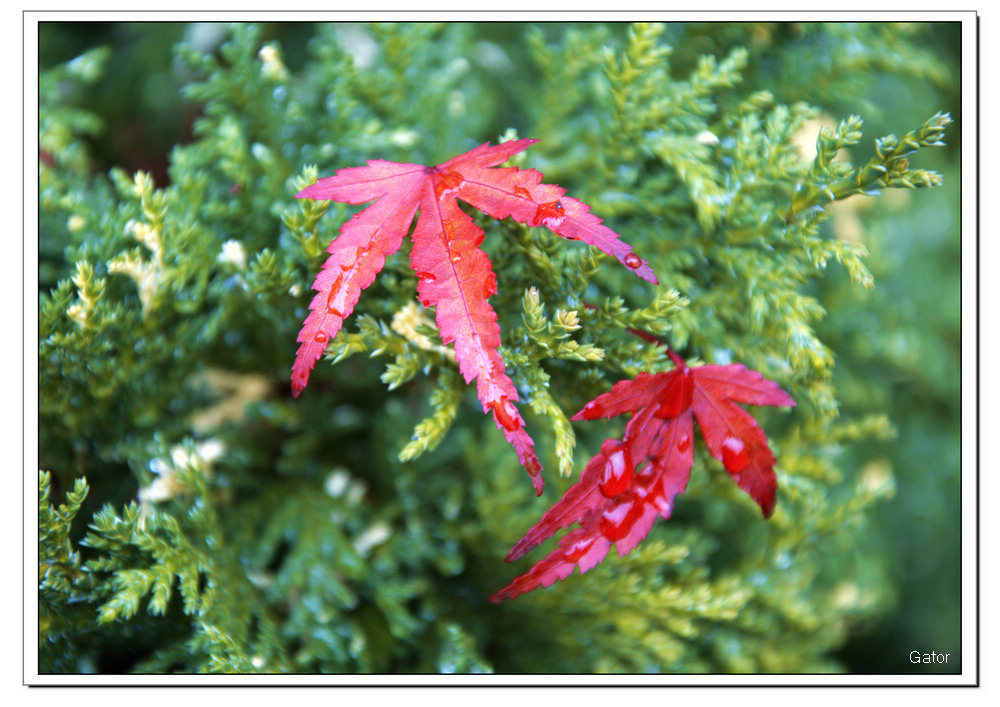 last red leafs_04.jpg