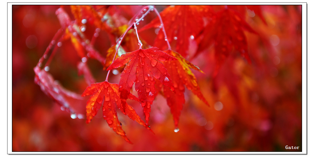 maple leafs after raining.jpg