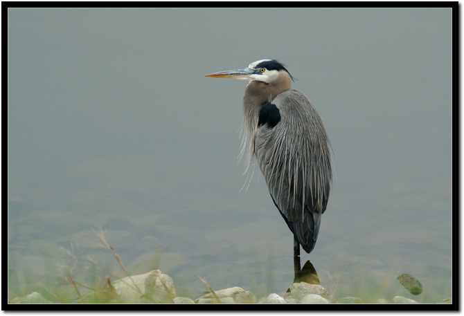 blue heron1.jpg