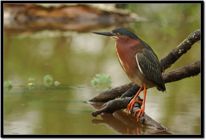 green heron.jpg