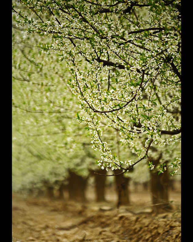 2 springflower 8x10.jpg