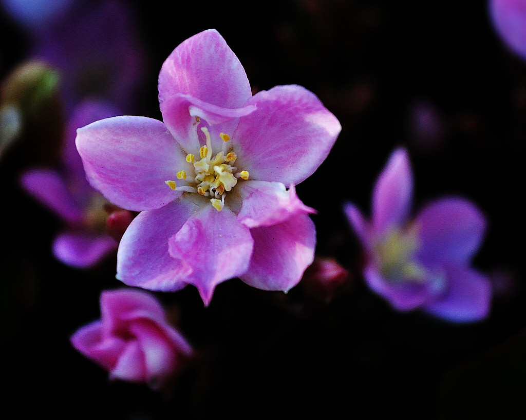 2010-03-29-Woodbend Flowers 040.jpg