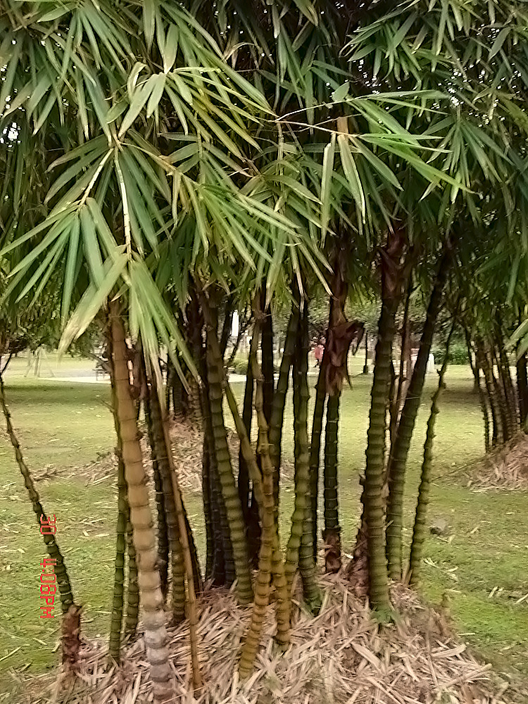 日本，台湾，圣诞节 334-001.jpg