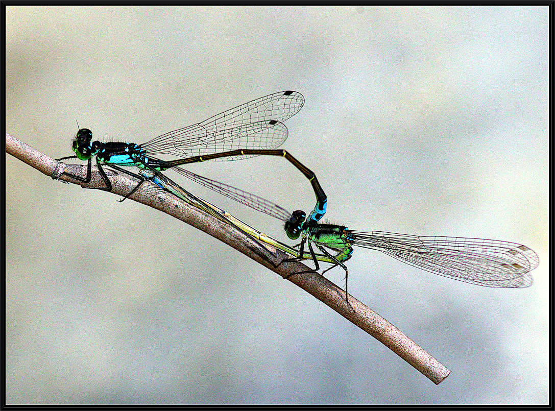 DragonFlies_DSC_3613bs.jpg