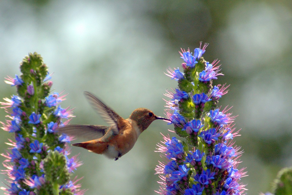 Hummingbird_0235.jpg