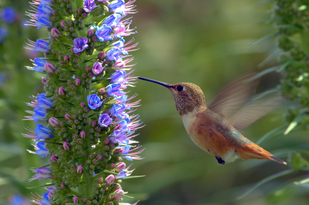 Hummingbird_0245.jpg