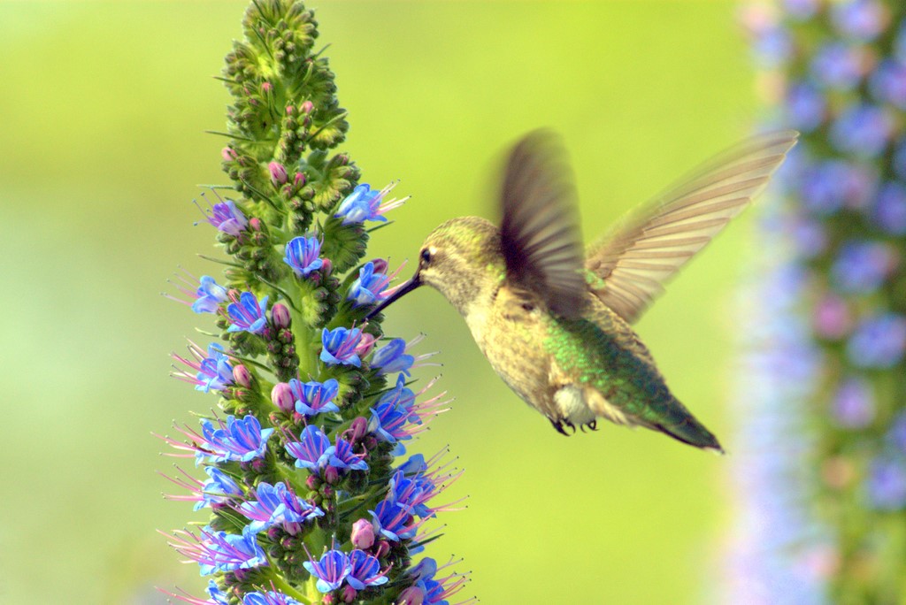 Hummingbird_0306.jpg