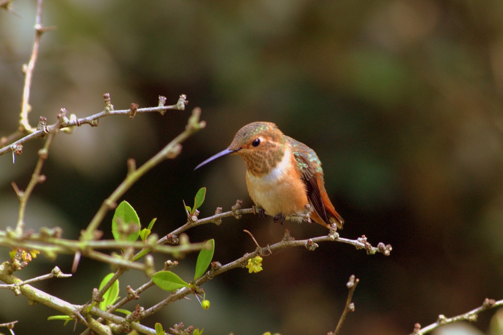 Hummingbird_0408.jpg