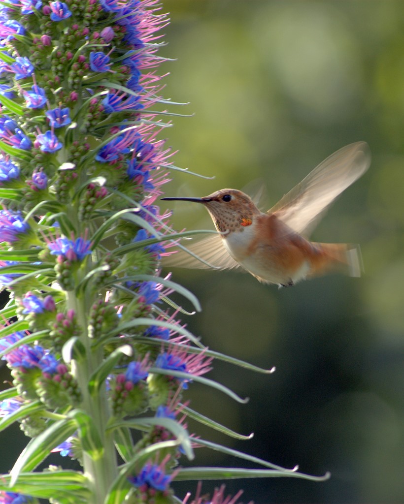 Hummingbird_0504.jpg