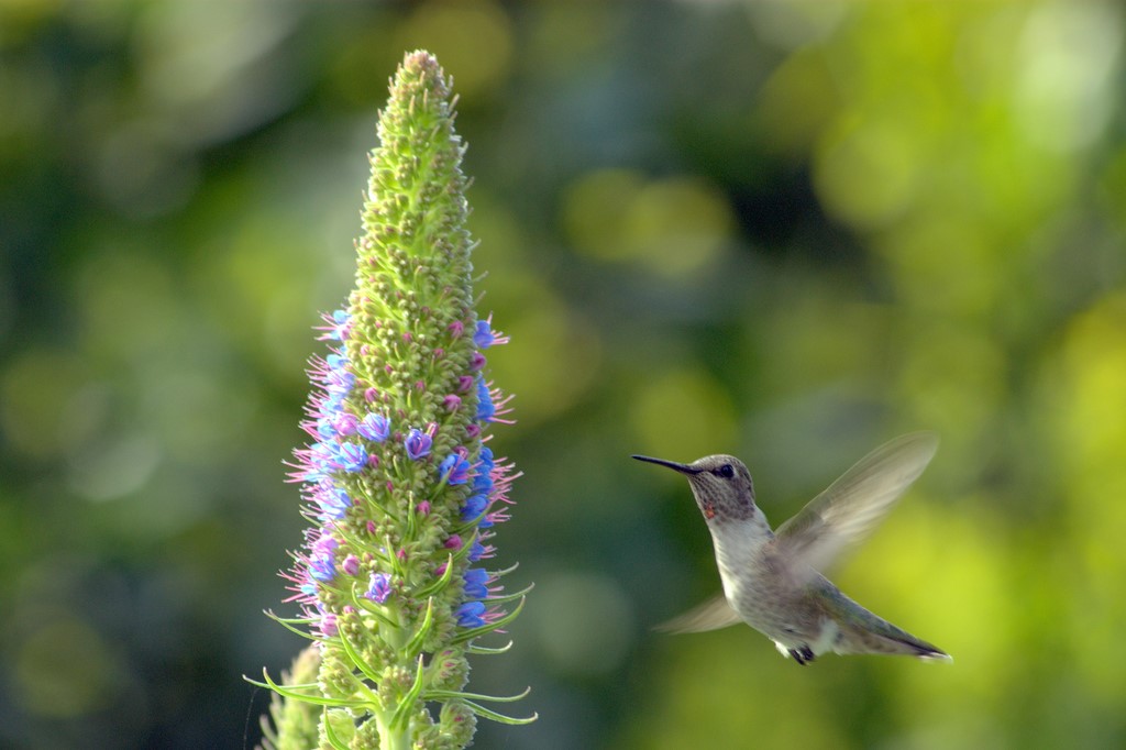 Hummingbird_0491.jpg