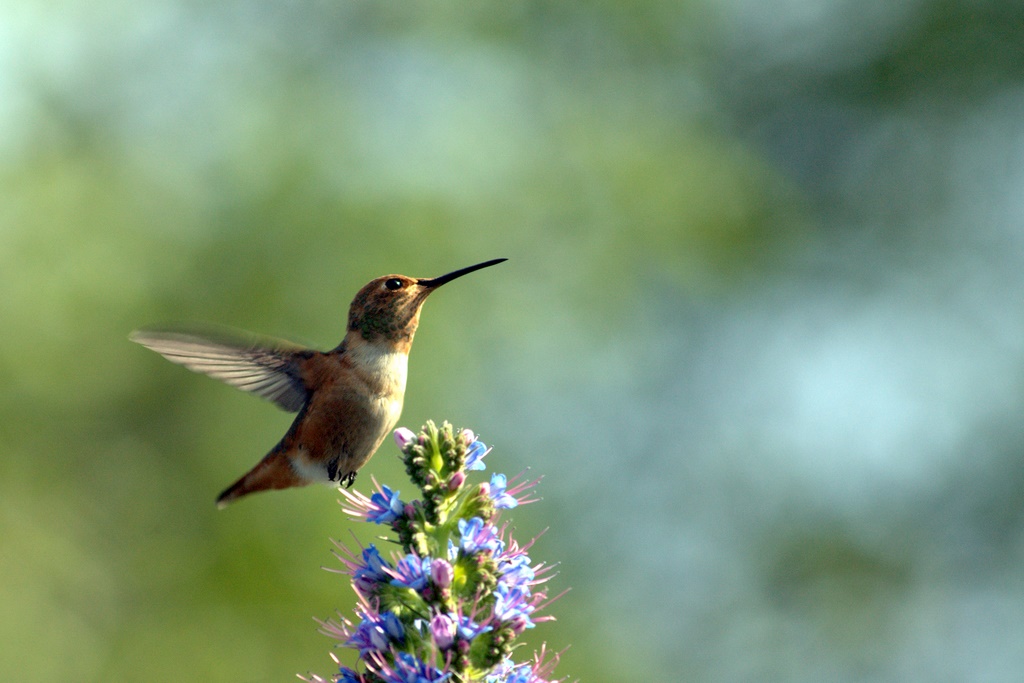 Hummingbird_0328.jpg