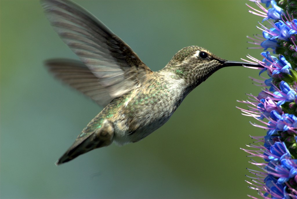 Hummingbird_0464.jpg