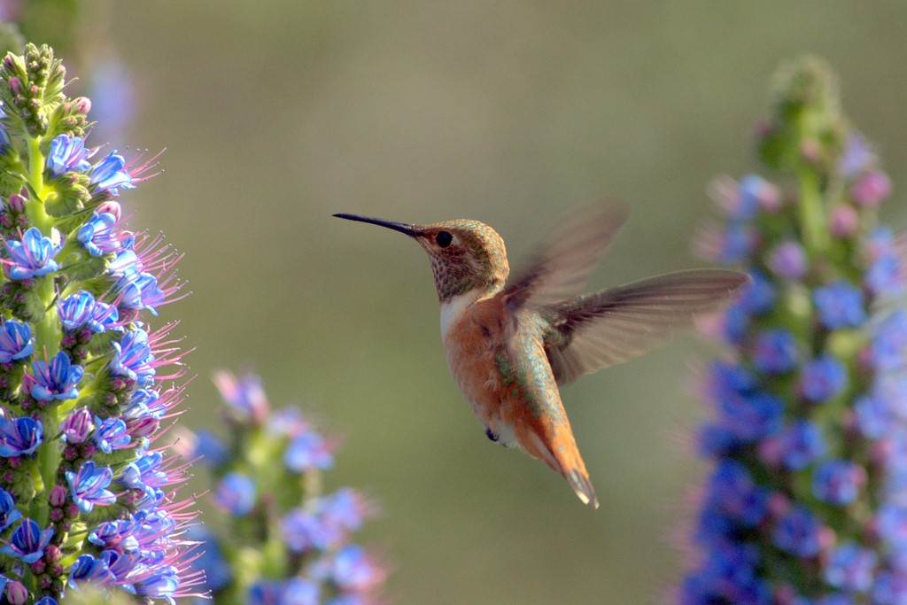 Hummingbird_0429.jpg