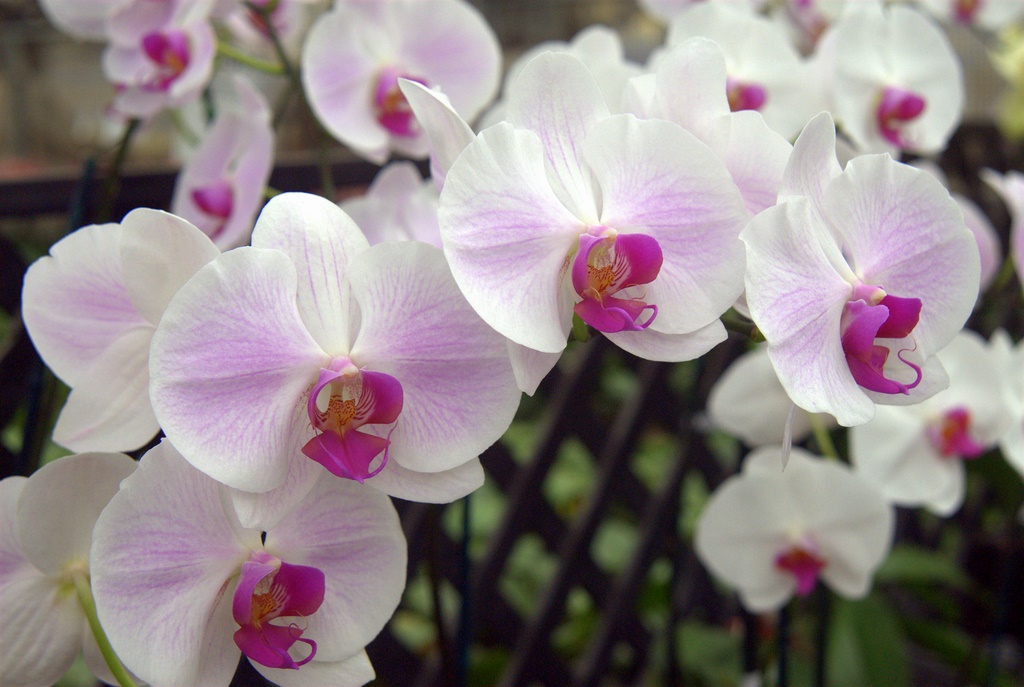 Orchids146.jpg