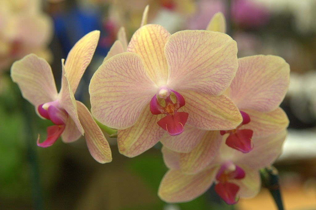 Orchids165.jpg