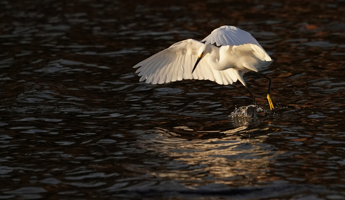 0031_NATURE_GROUP_1_BIRDS of MALIBU_5.jpg