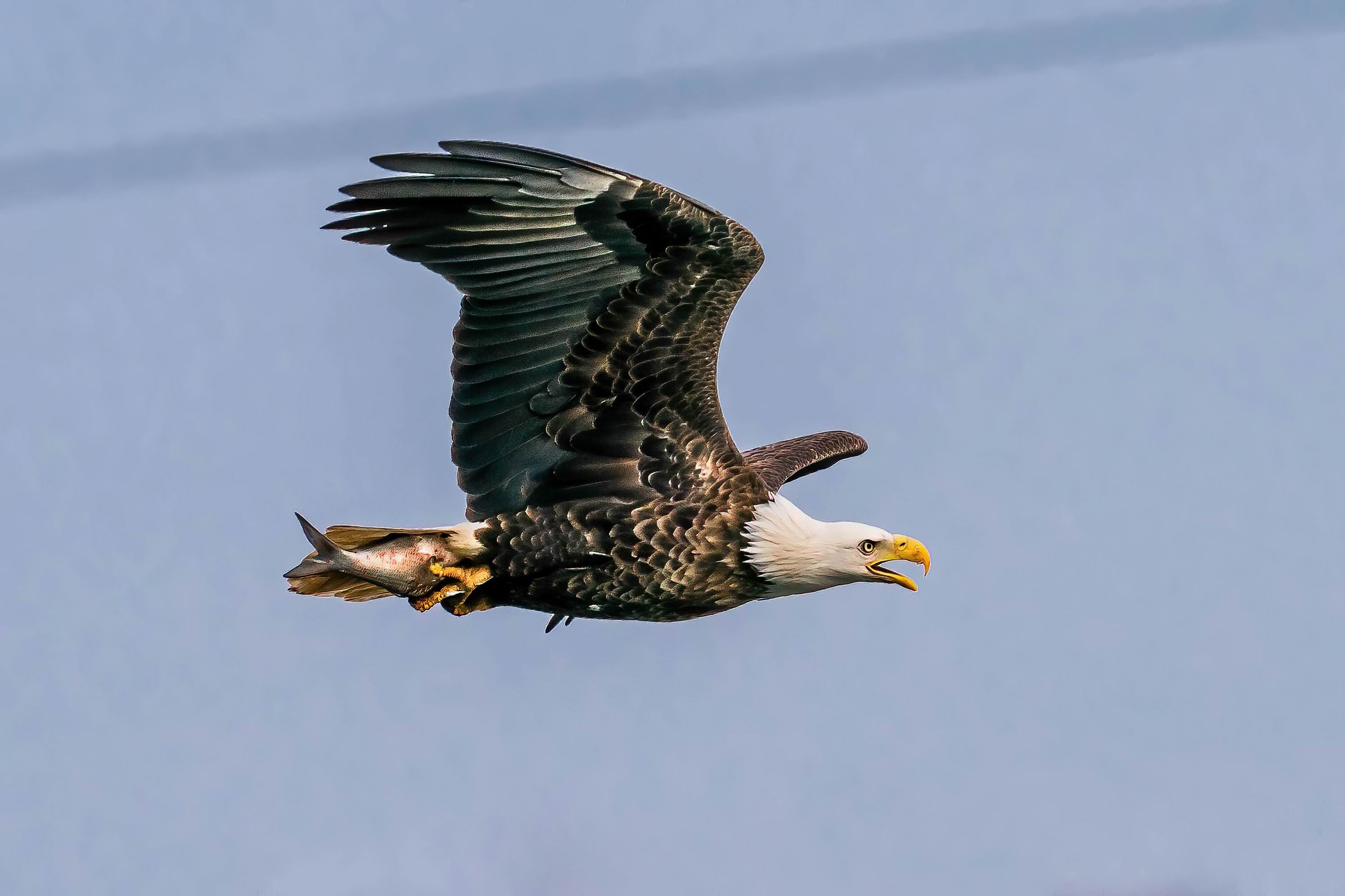 0049_Bald Eagle got a big fish for lunch-001.jpg